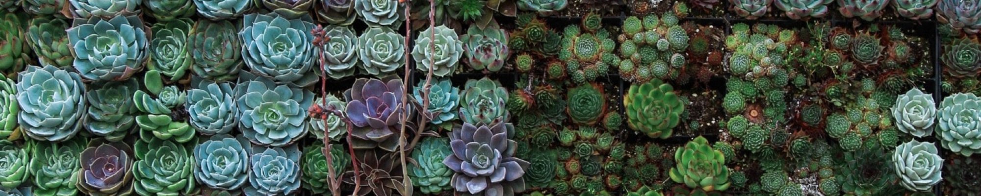 garden of succulent plants